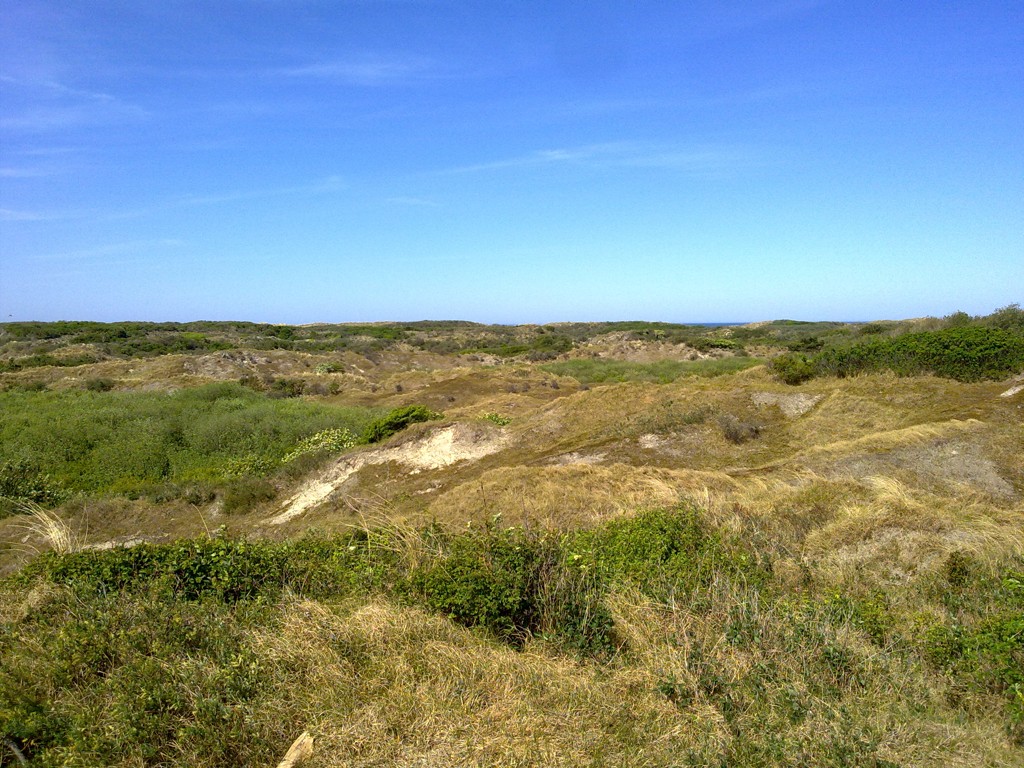 Dünenlandschaft auf Norderney